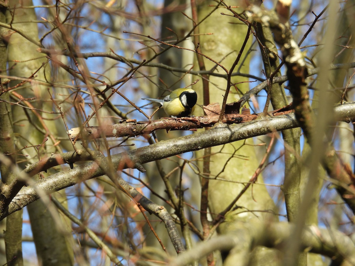 Great Tit (Great) - ML629158937