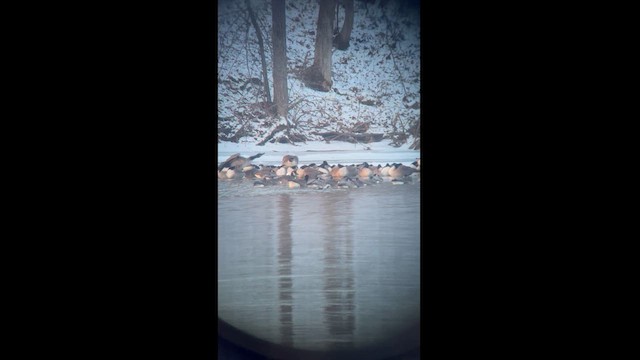 Ross's x Cackling Goose (hybrid) - ML629159084
