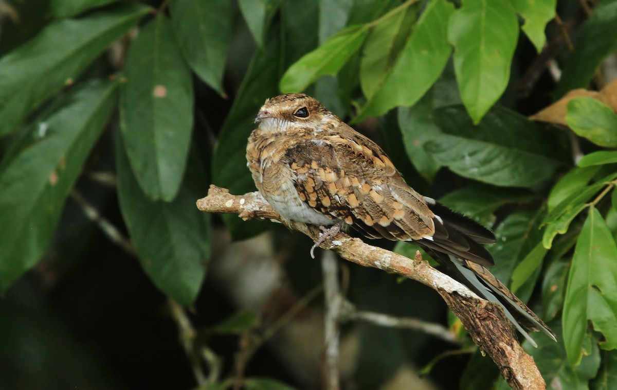 Ladder-tailed Nightjar - ML629159190