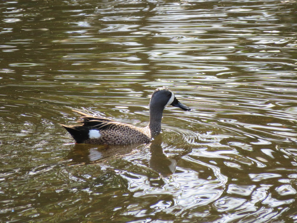 Blue-winged Teal - ML629159365