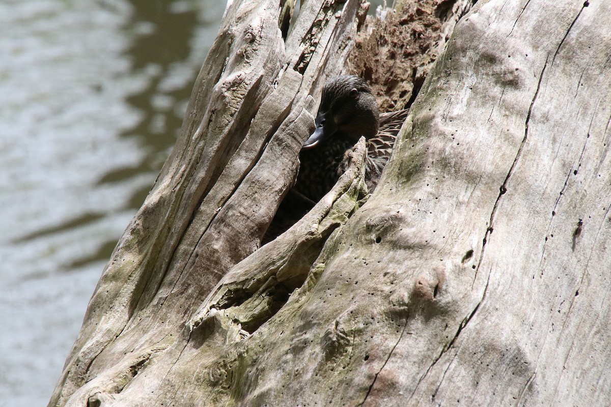 American Black Duck - ML629159413