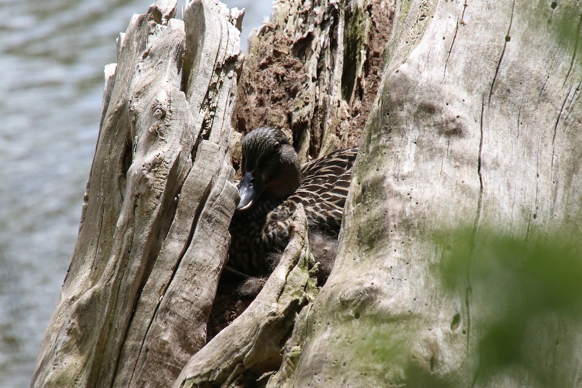 American Black Duck - ML629159444