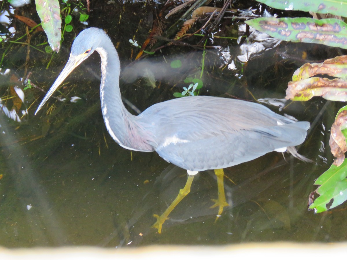 Tricolored Heron - ML629159470