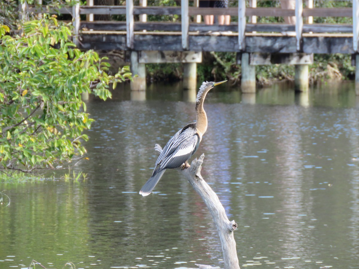 Anhinga - ML629159547