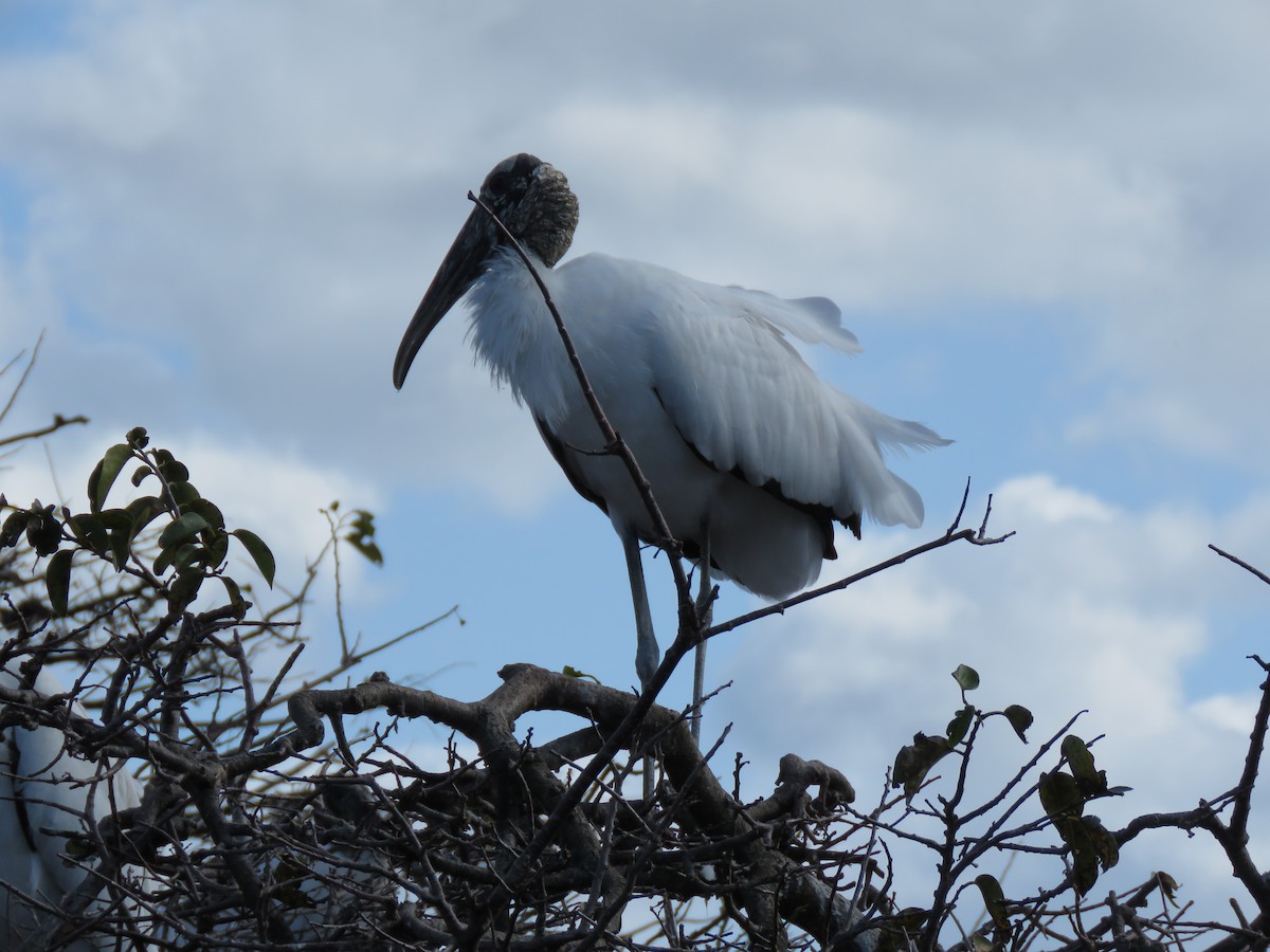 Wood Stork - ML629159591