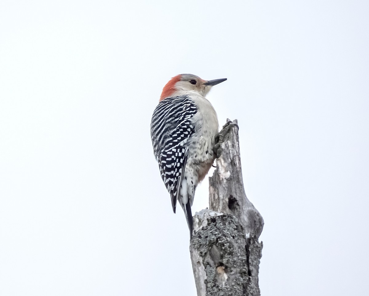 Red-bellied Woodpecker - ML629159627