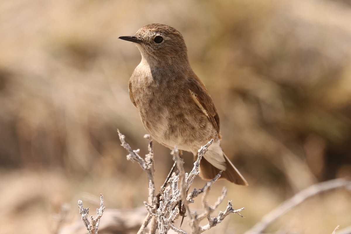 Austral Negrito - ML629159918