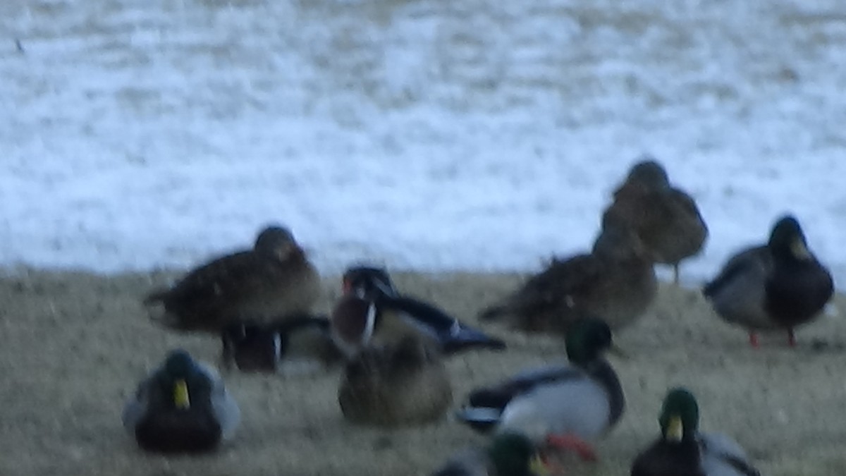 Wood Duck - ML629160087
