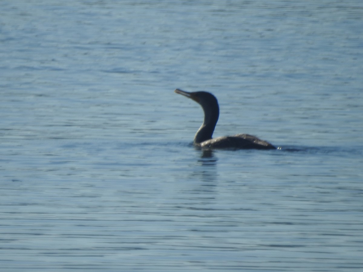 Cormoran à aigrettes - ML629160290