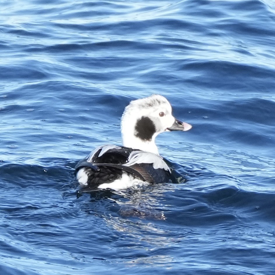 Long-tailed Duck - ML629160352