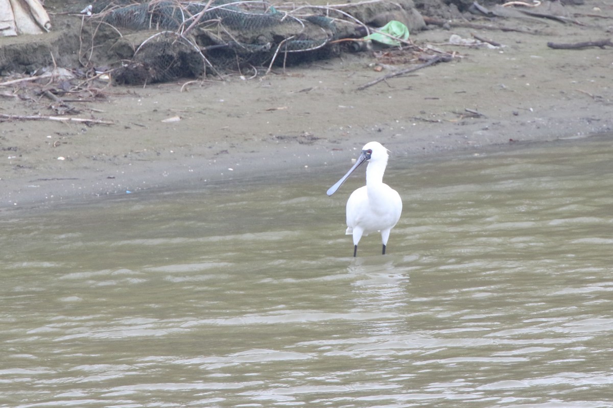 Black-faced Spoonbill - ML629160500