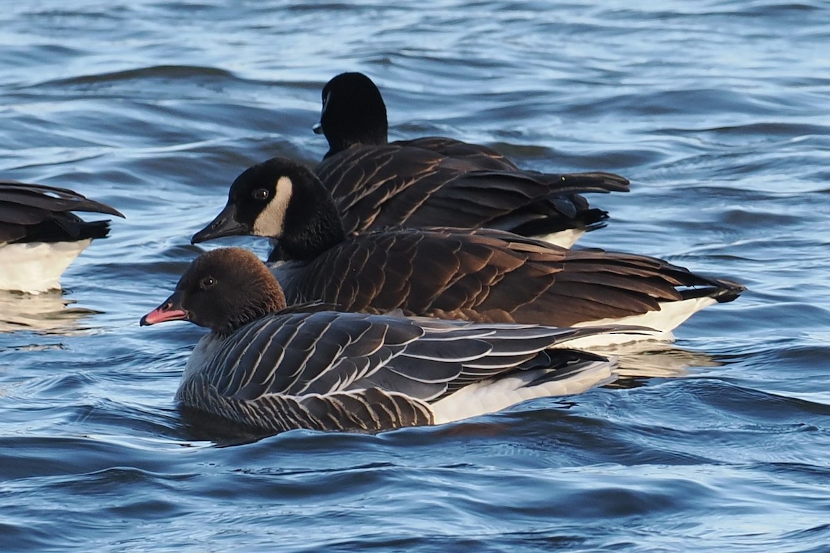 Pink-footed Goose - ML629160526
