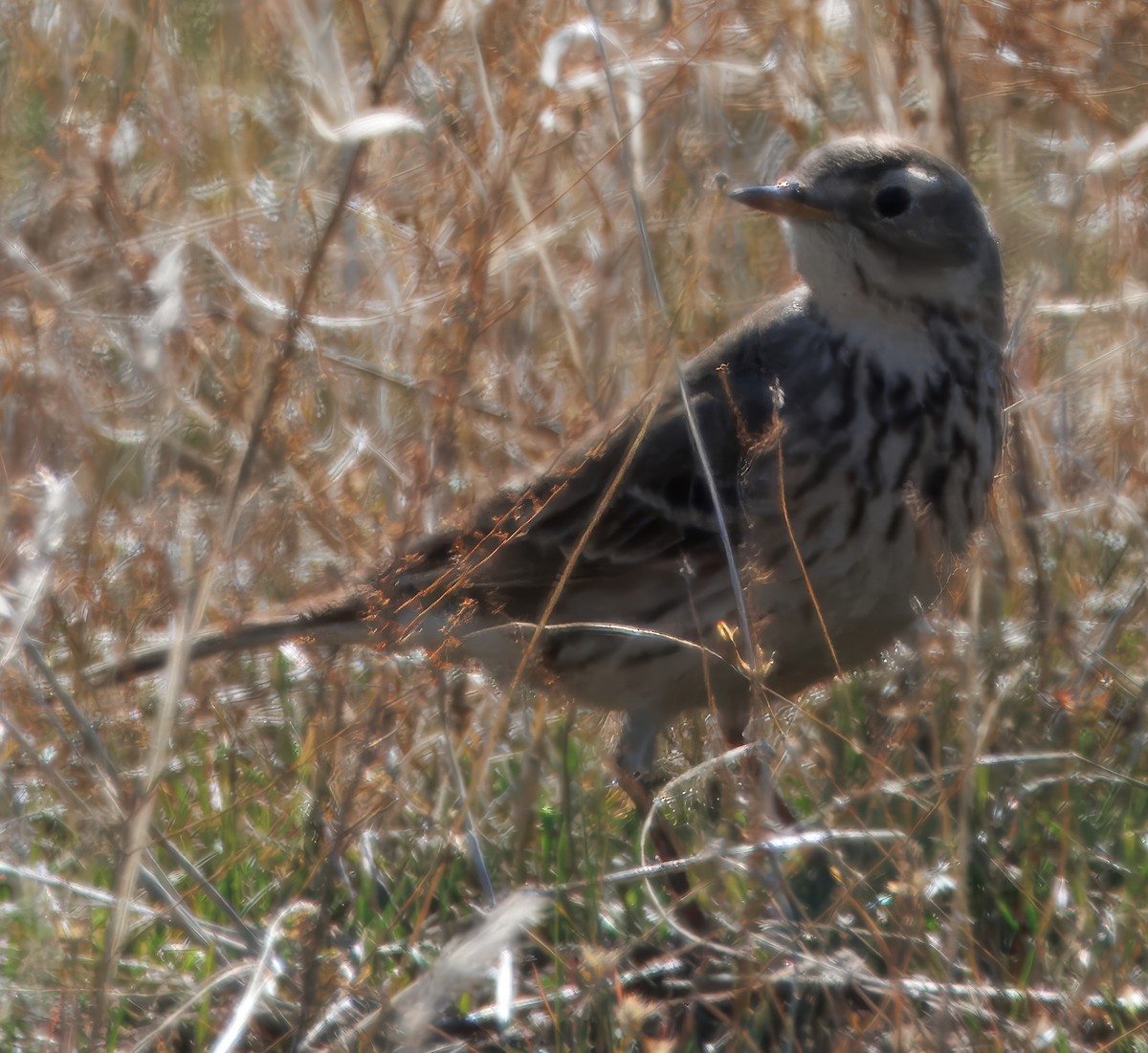 American Pipit - ML629160543
