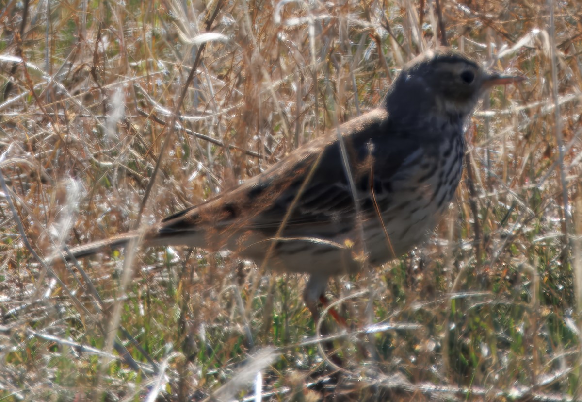 American Pipit - ML629160544