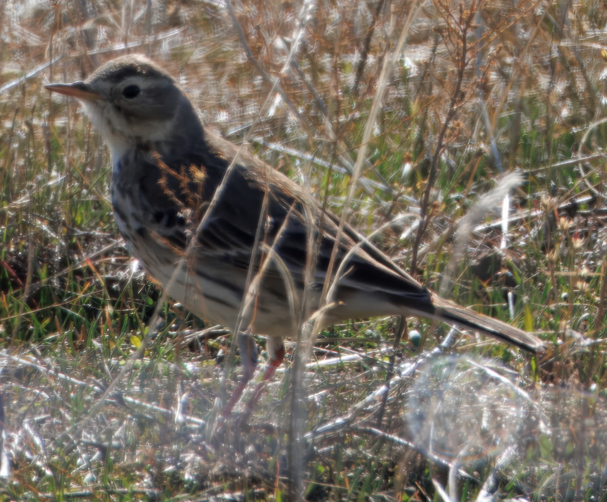 American Pipit - ML629160545