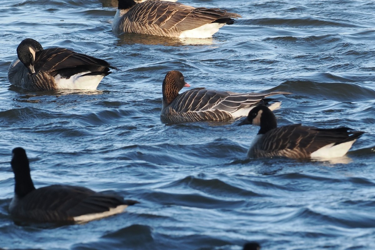 Pink-footed Goose - ML629160590