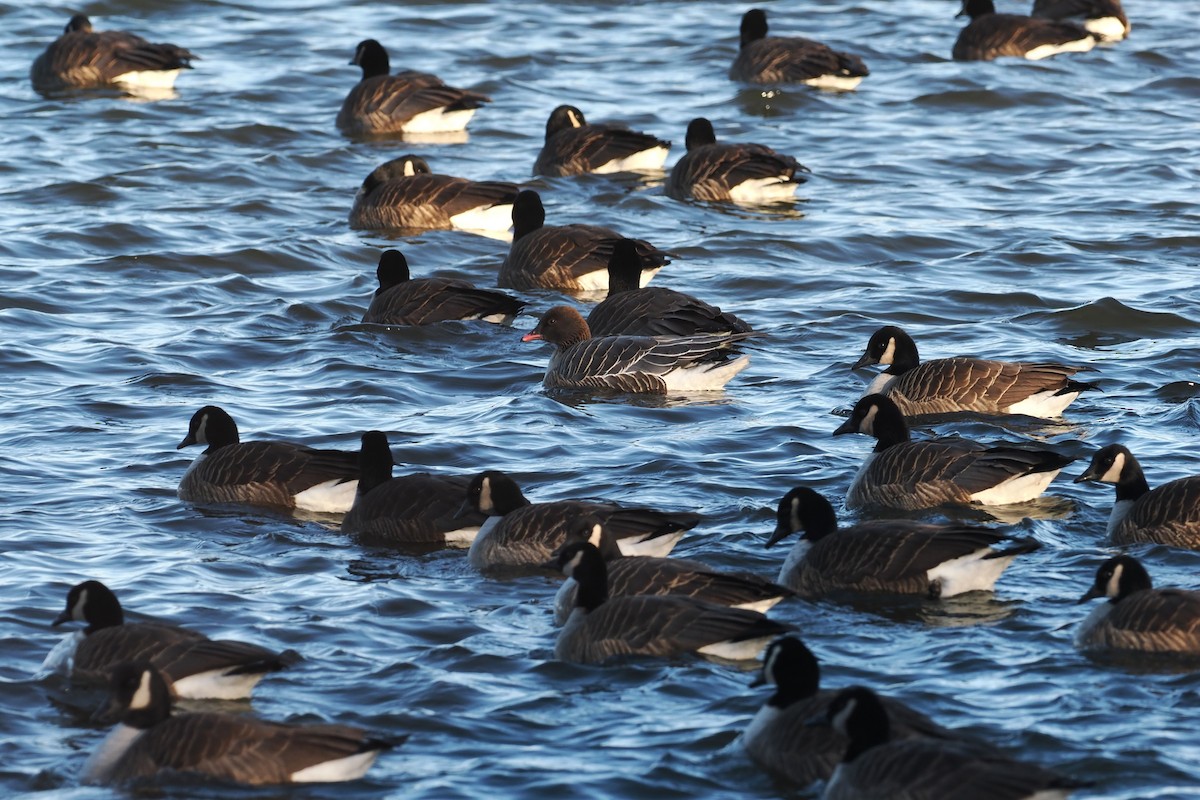 Pink-footed Goose - ML629160592