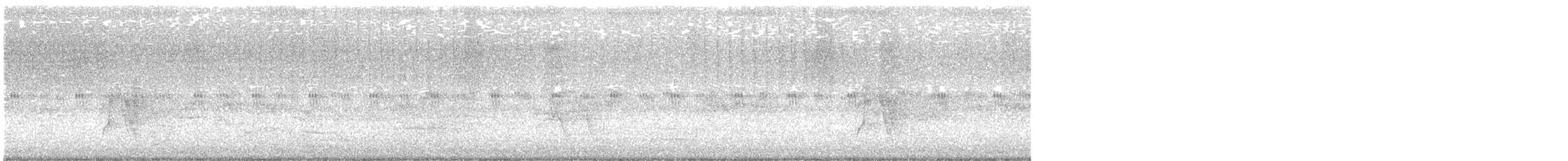 White-bellied Cuckooshrike - ML629160621