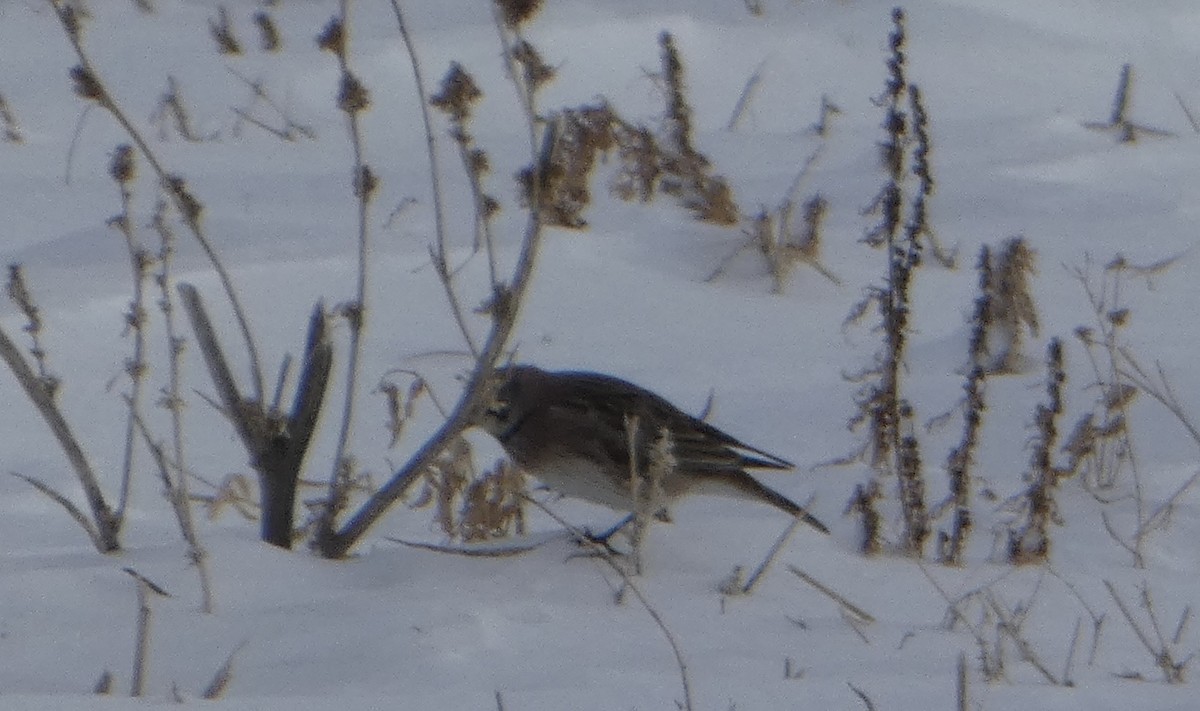 Horned Lark - ML629160627