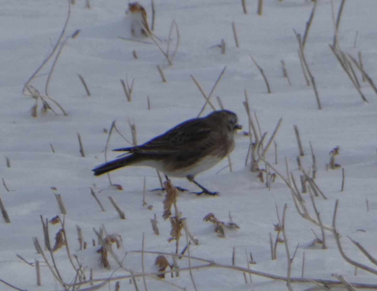 Horned Lark - ML629160628