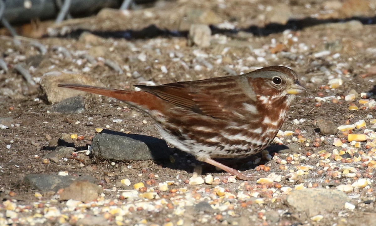 strnadec kaštanový (ssp. iliaca/zaboria) - ML629160710