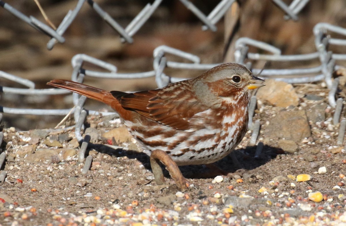 strnadec kaštanový (ssp. iliaca/zaboria) - ML629160711