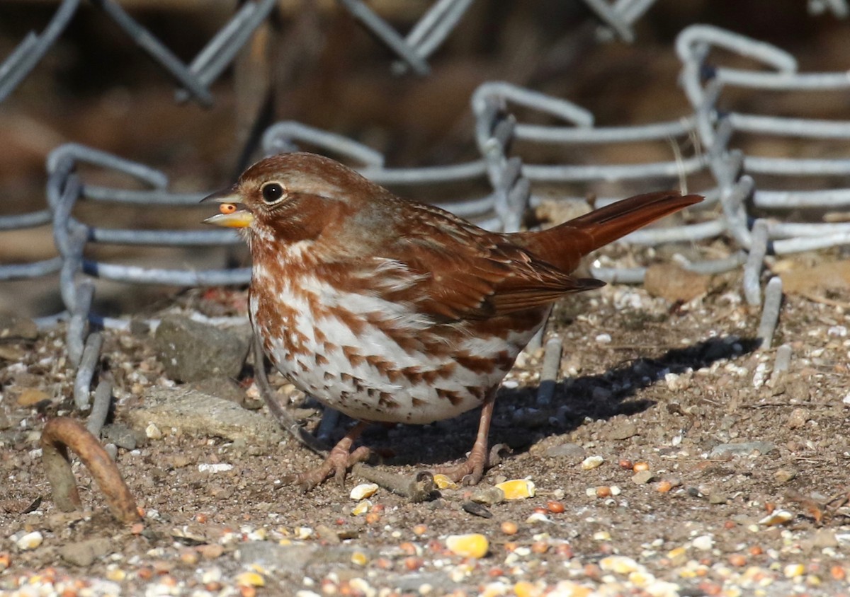 strnadec kaštanový (ssp. iliaca/zaboria) - ML629160714