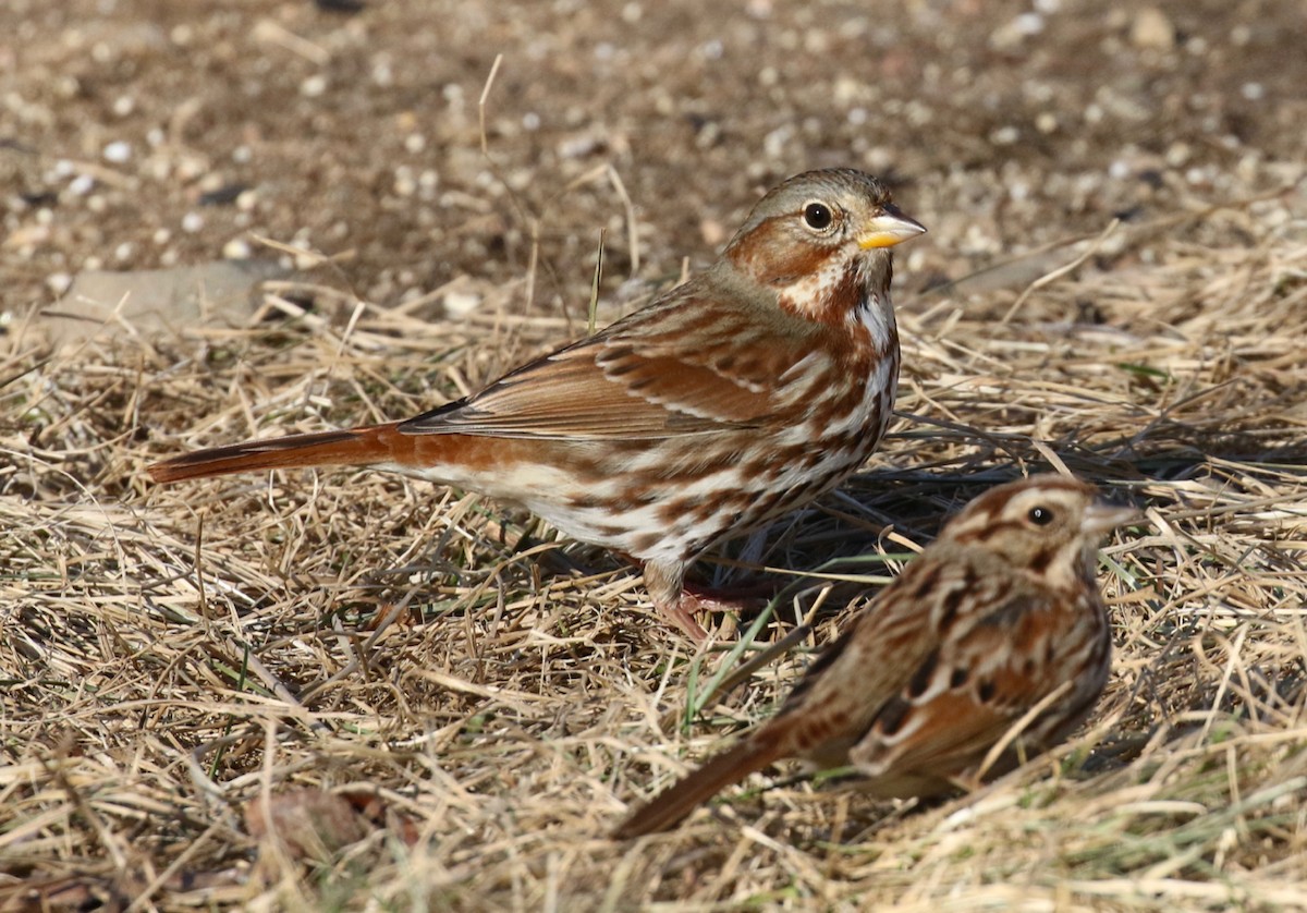strnadec kaštanový (ssp. iliaca/zaboria) - ML629160717