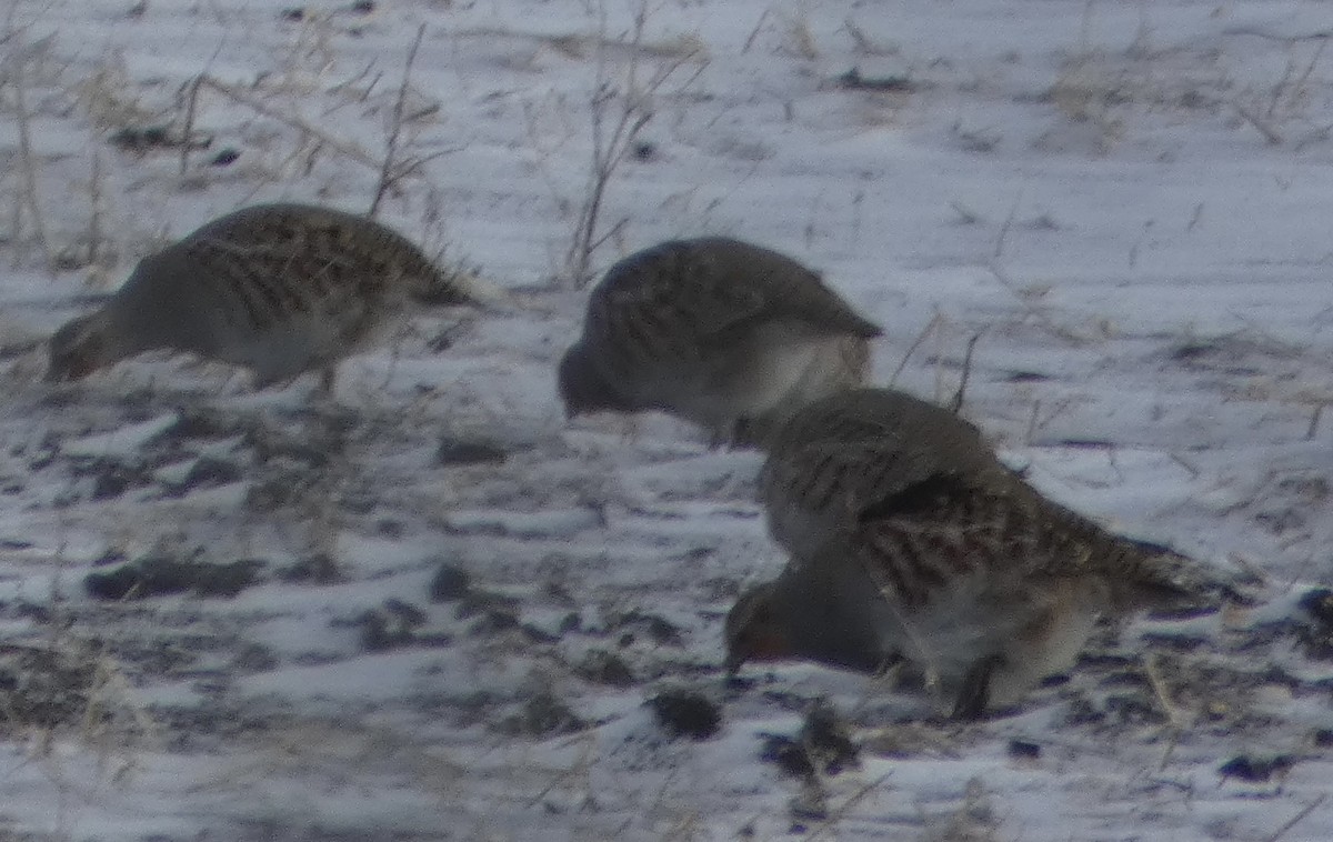 Gray Partridge - ML629160729