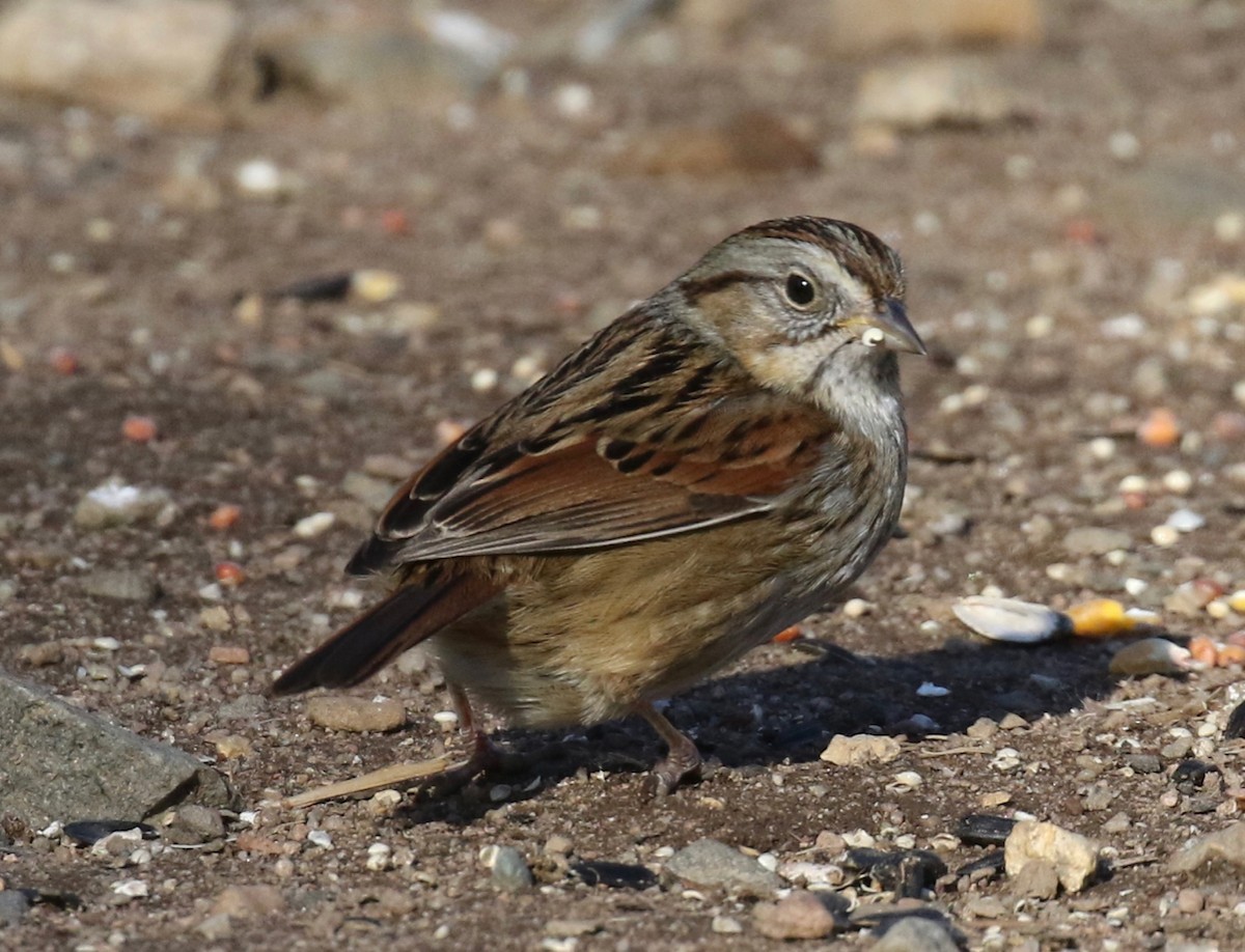 Swamp Sparrow - ML629160732