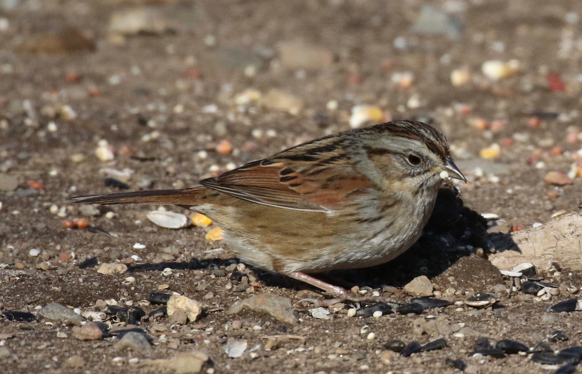 Swamp Sparrow - ML629160733