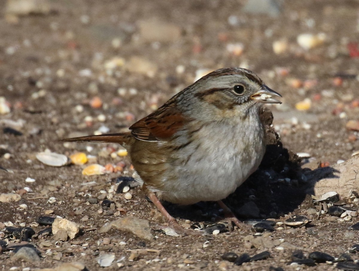 Swamp Sparrow - ML629160734