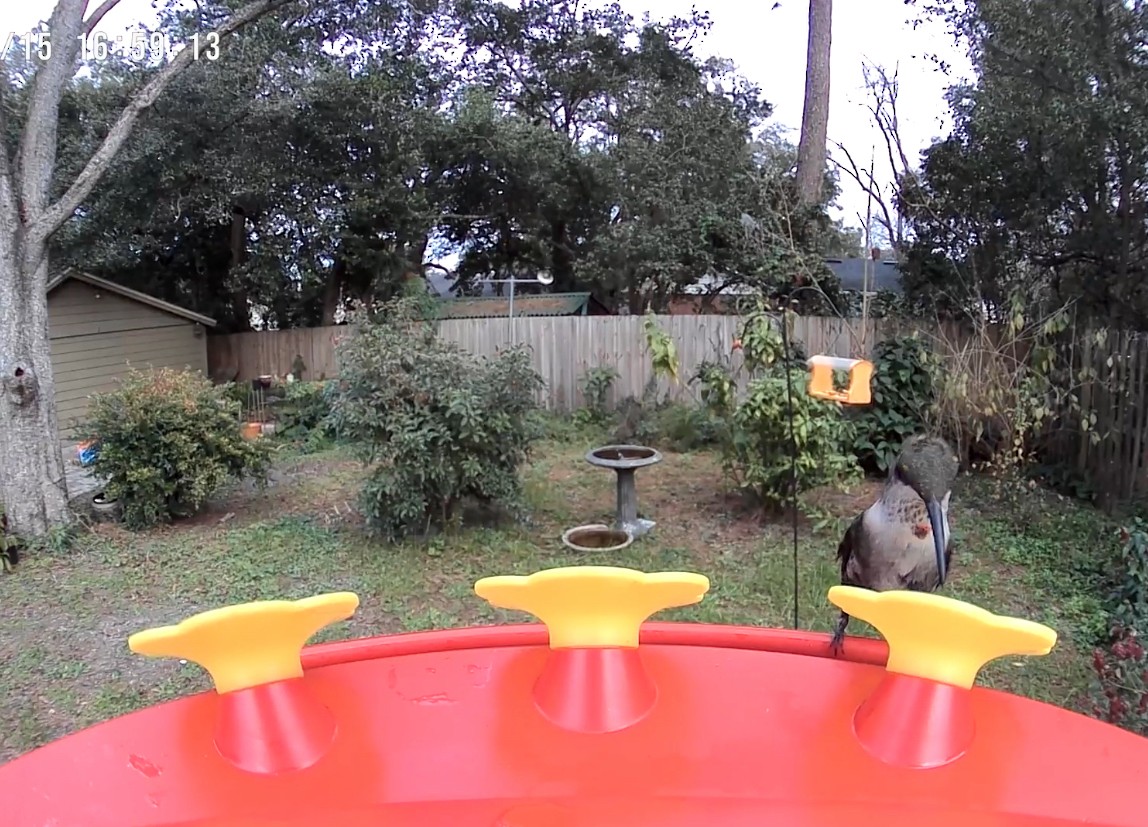 Ruby-throated Hummingbird - ML629161042