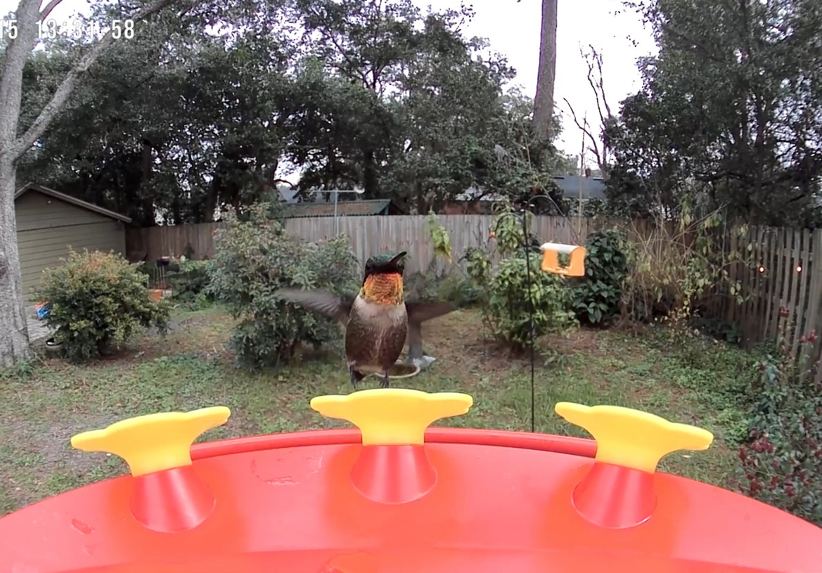 Ruby-throated Hummingbird - ML629161043