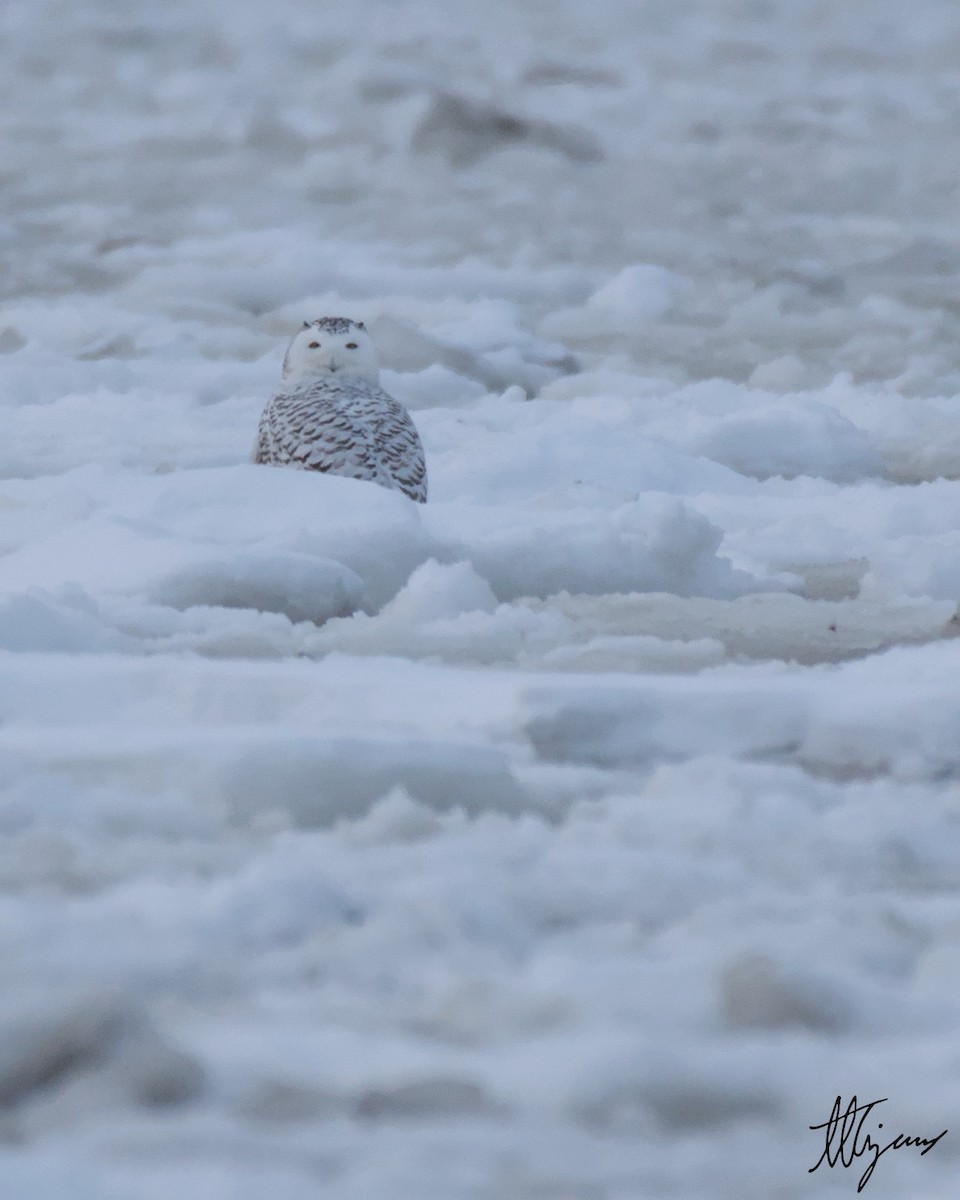 Snowy Owl - ML629161210