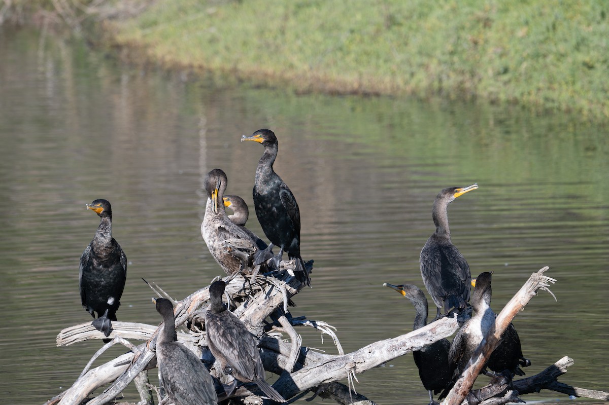 Double-crested Cormorant - ML629161255