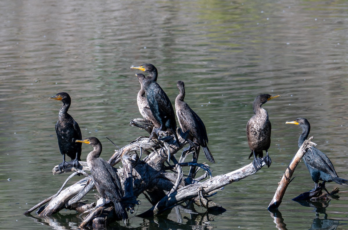 Double-crested Cormorant - ML629161259