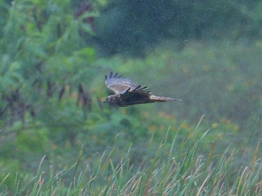 Eastern Marsh Harrier - ML629161400