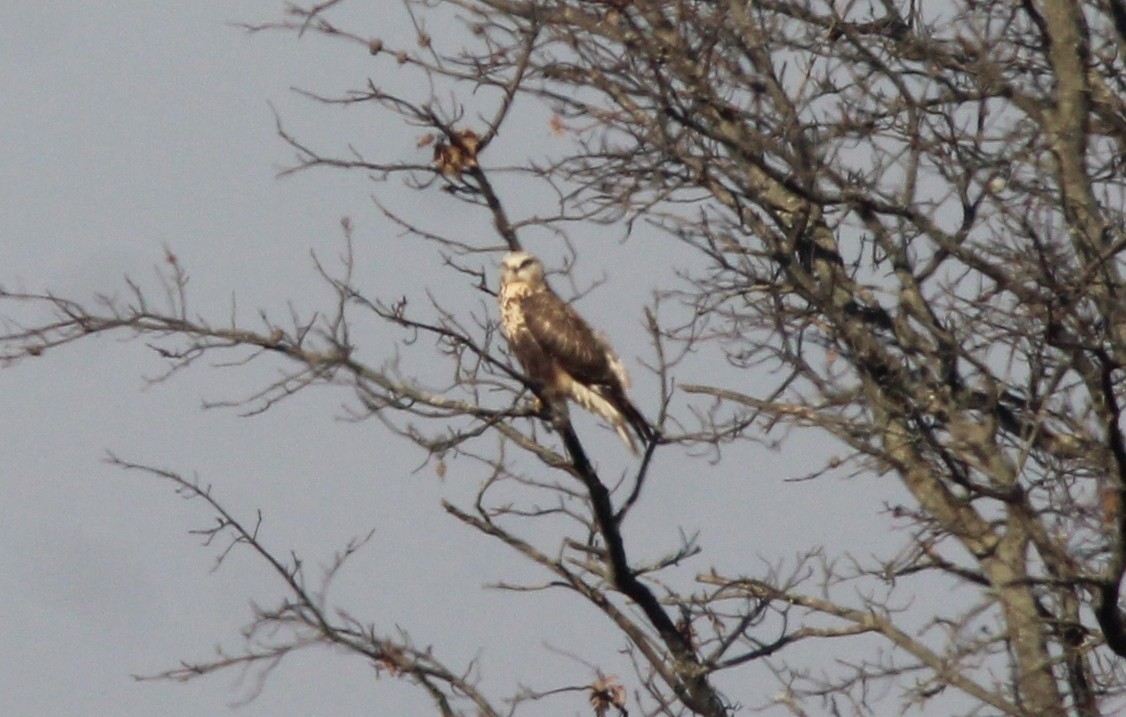 Зимняк - ML629161418