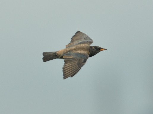Rosy Starling - ML629161424