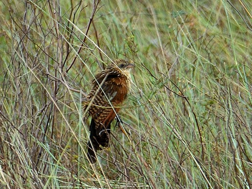 Lesser Coucal - ML629161443