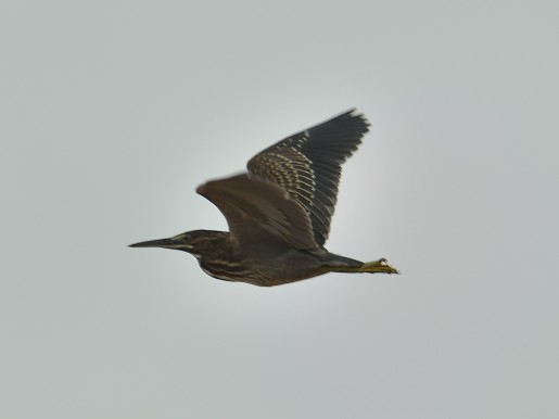 Little Heron - ML629161452