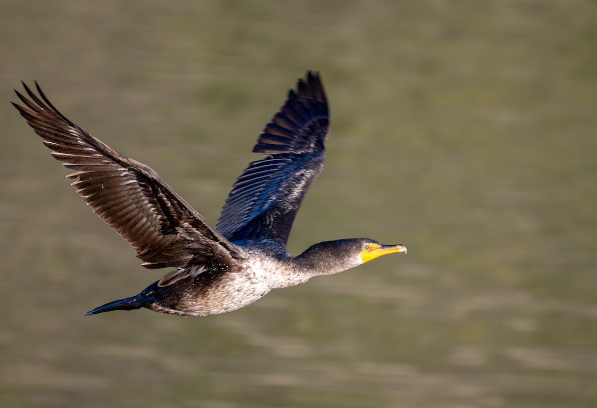 Double-crested Cormorant - ML629161717