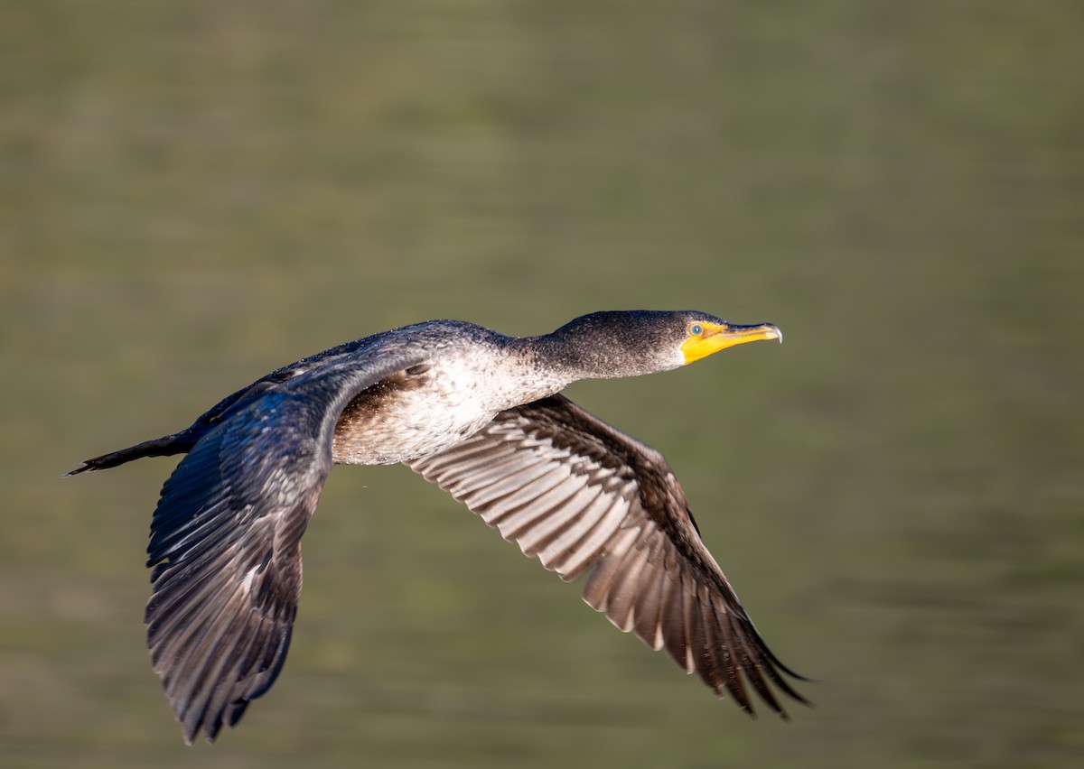 Double-crested Cormorant - ML629161719