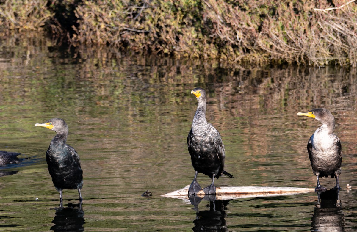 Double-crested Cormorant - ML629161721
