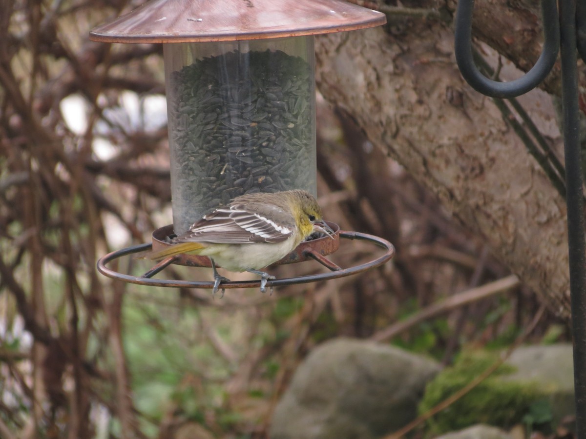 Bullock's Oriole - ML629162364