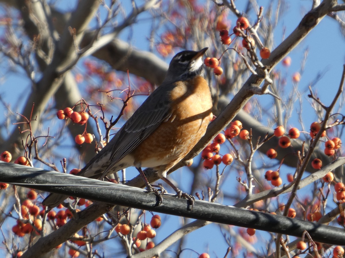 American Robin - ML629162772