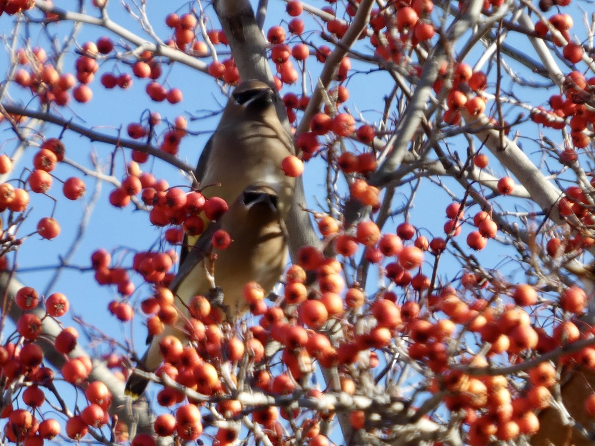 Cedar Waxwing - ML629162776