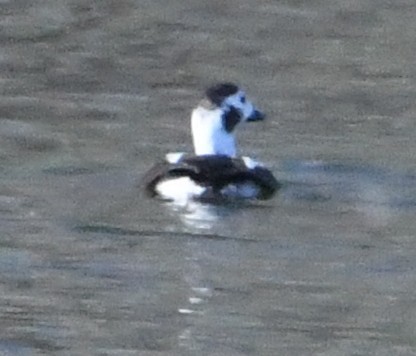Long-tailed Duck - ML629163364