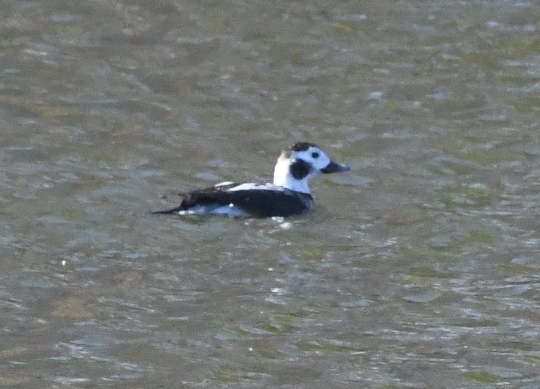 Long-tailed Duck - ML629163365